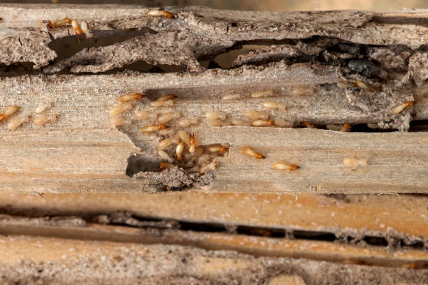 Best Pest Prevention Services  in Duquesne, PA